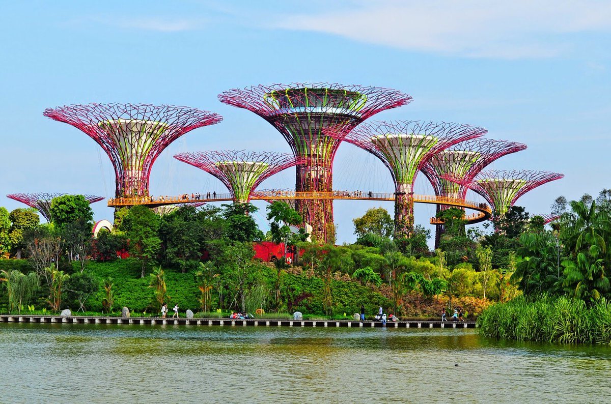 Сингапур парк деревьев