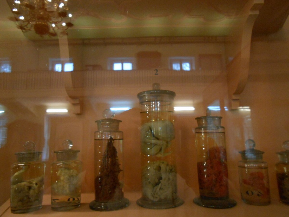 Музей кунсткамера в санкт петербурге фото