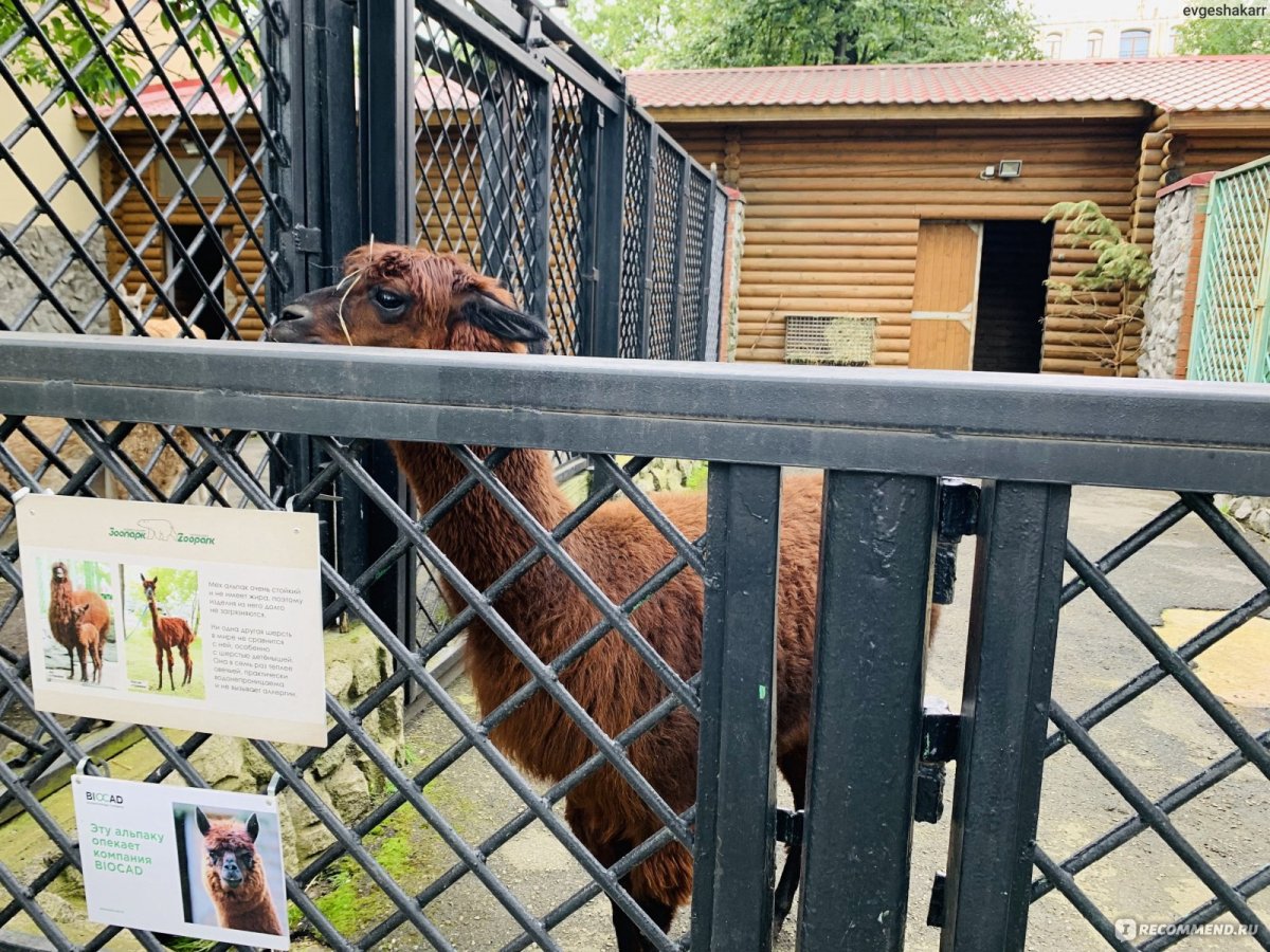 Зоопарк санкт петербург фото животных