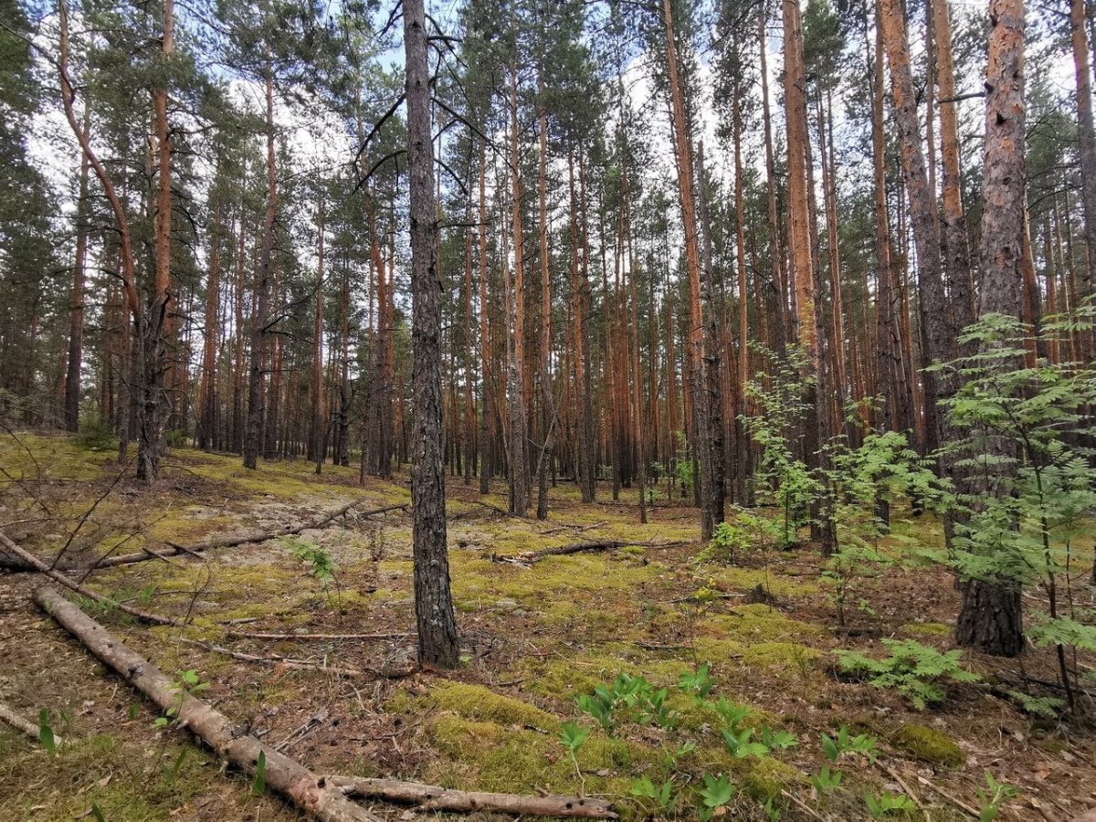 Лес на дубравной казань фото