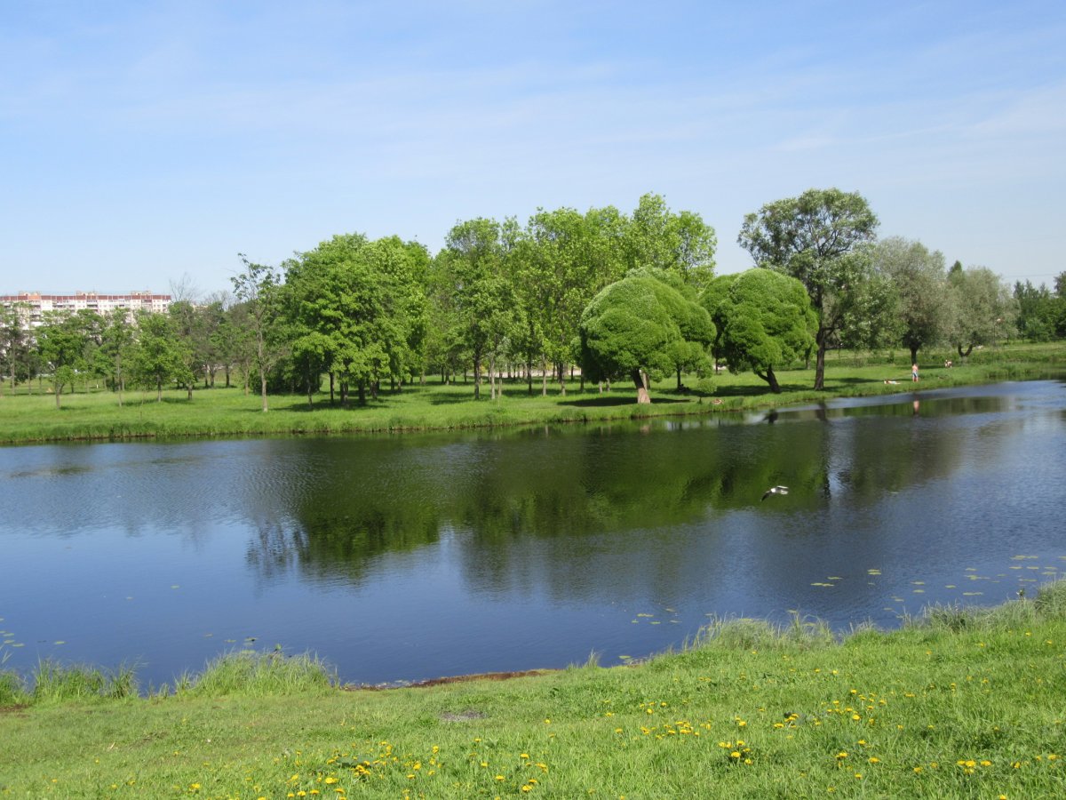 Муринский ручей Санкт-Петербург