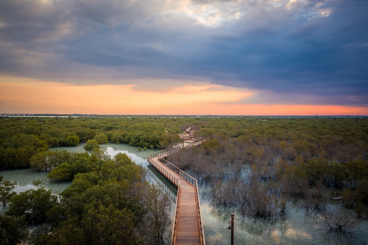 Национальный мангровый парк абу даби