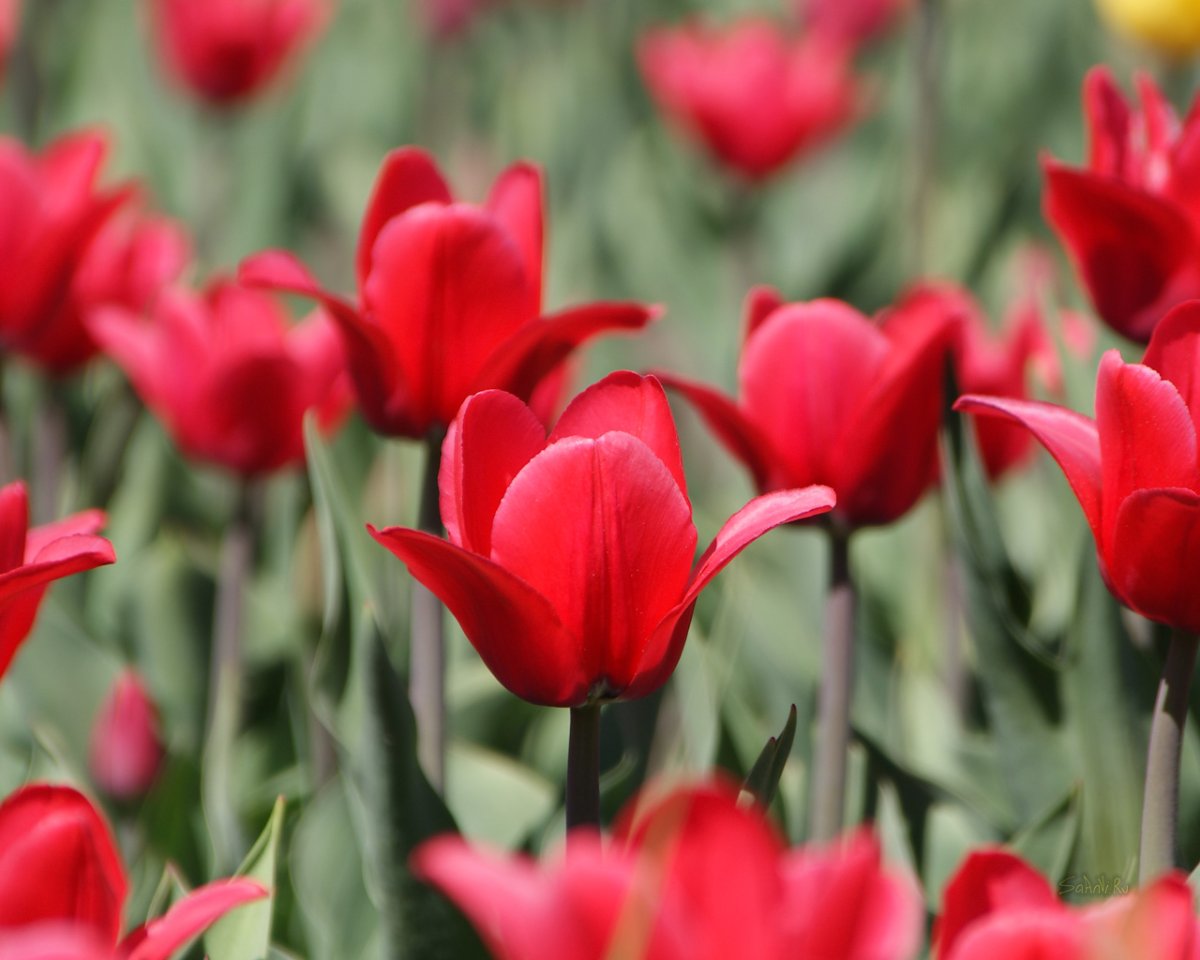 Красный тюльпан казань реальные фото