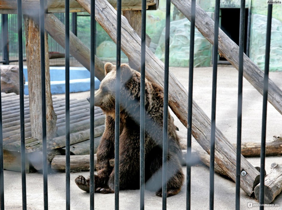 Зоопарк лимпопо нижний новгород фото животных