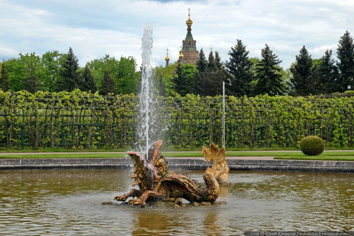 Петергоф фонтан дерево