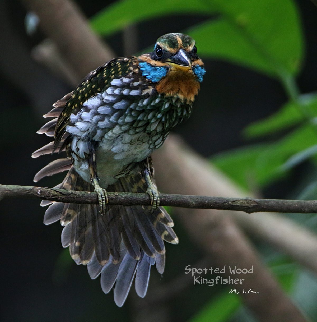 Spotted Birds