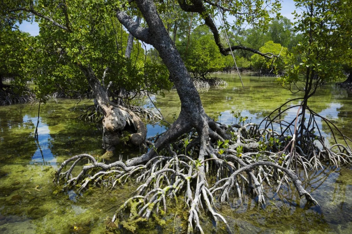 Blue Carbon deposition Mangrove
