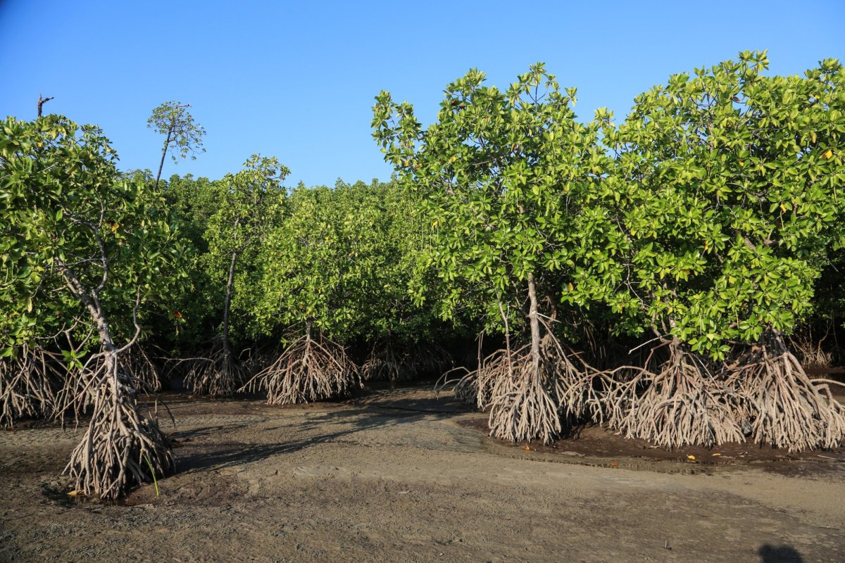 Coastal Mangrove Swamps